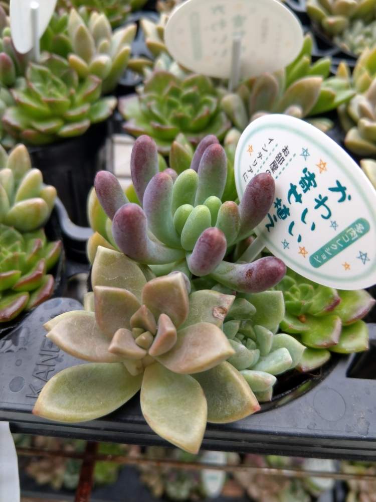 多肉植物の投稿画像 By Plutoさん 寄せ植えと緑の葉っぱと綺麗なミドリと葉っぱと多肉植物寄せ植えと可愛い 月2月4日 Greensnap グリーンスナップ