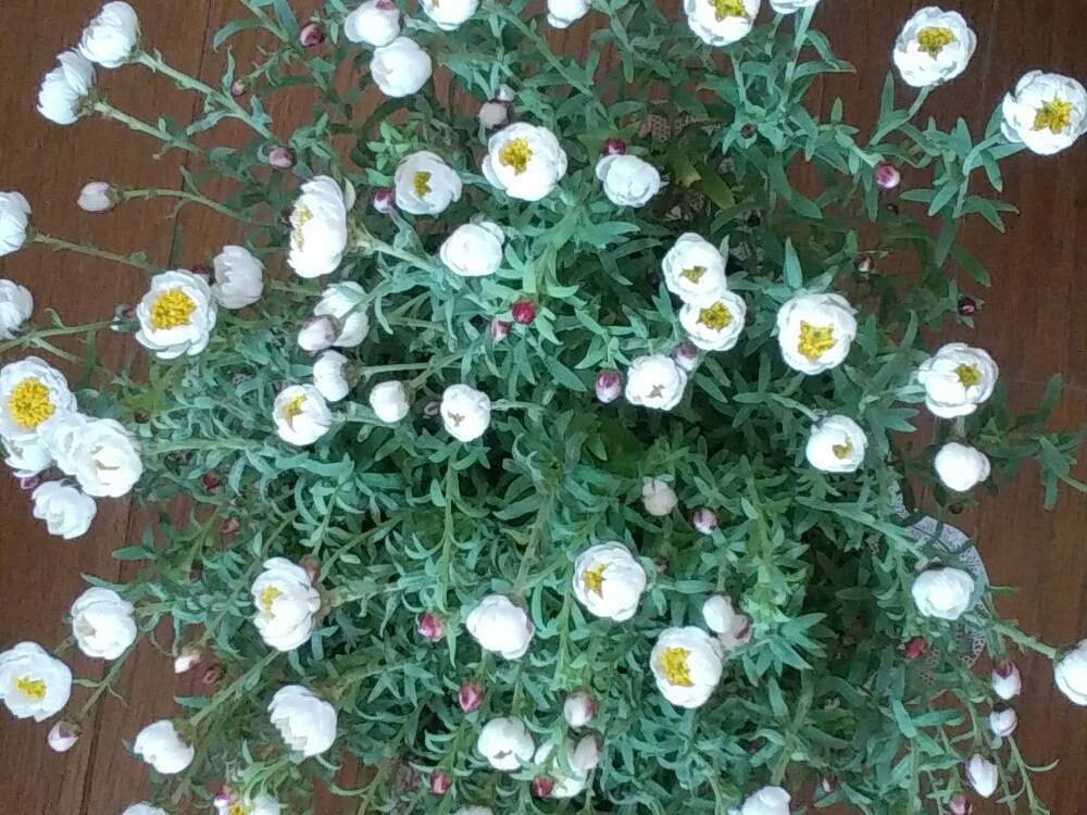 白い小さな花の投稿画像 By 薔薇まみ２さん 可愛いお花と優しい心と花のある暮らしとお花は友達と可憐な姿 月2月4日 Greensnap グリーンスナップ