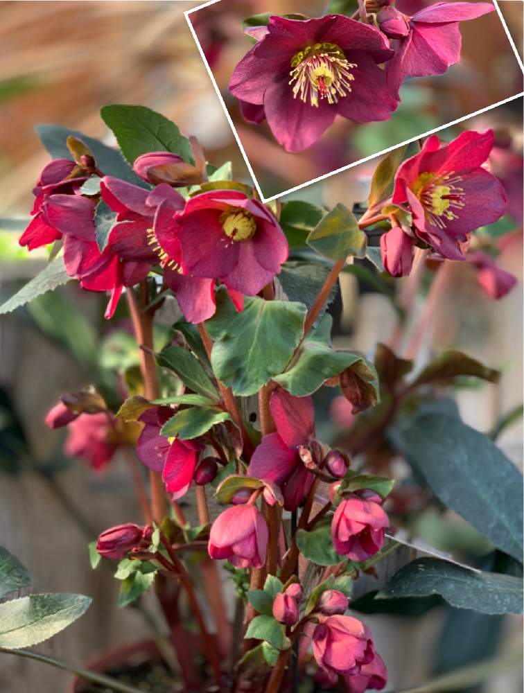 氷の薔薇 の投稿画像 By かおりんさん クリスマスローズ 氷の薔薇と笑う門には福来ると クリスマスローズとお金欲しいと 2 4氷の薔薇とバラと夢clubとコロナおしりペンペン ὢ とかおりんワールドとコロナ消えろ ビーム 月2月4日 Greensnap