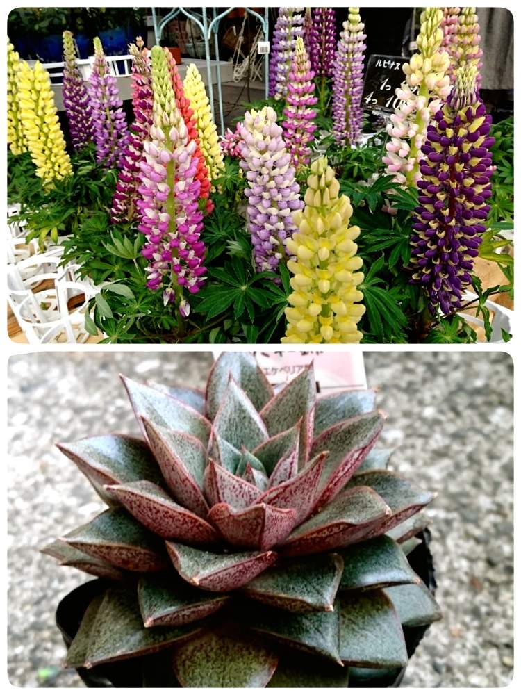 ルピナスの投稿画像 By ブッチさん 大和錦と多肉植物と花のある暮らしとfukuoka Effect 月2月 4日 Greensnap グリーンスナップ