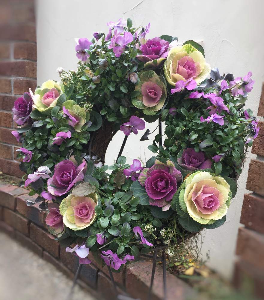 ハボタンの投稿画像 By りりこさん 葉牡丹とビオラとミニ葉牡丹と冬に咲く花フォトコンとビオラ パンジーと薄いピンクと葉牡丹 ビオラとリースとリングバスケットと葉牡丹リースと花のある暮らしと小さな庭とりりこのリングバスケットと冬に咲く花フォトコンとビオラ