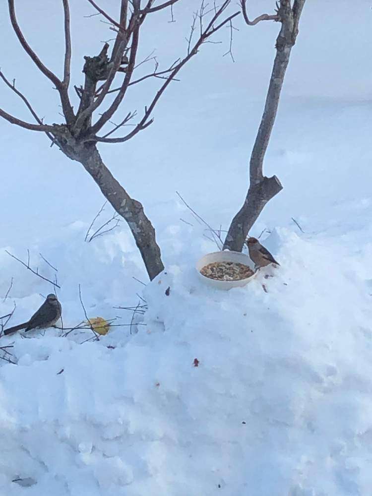 もみじの木の投稿画像 By ココsanさん 北海道と北海道の冬と雪景色 と野鳥がきた 2020月2月4日 Greensnap グリーンスナップ