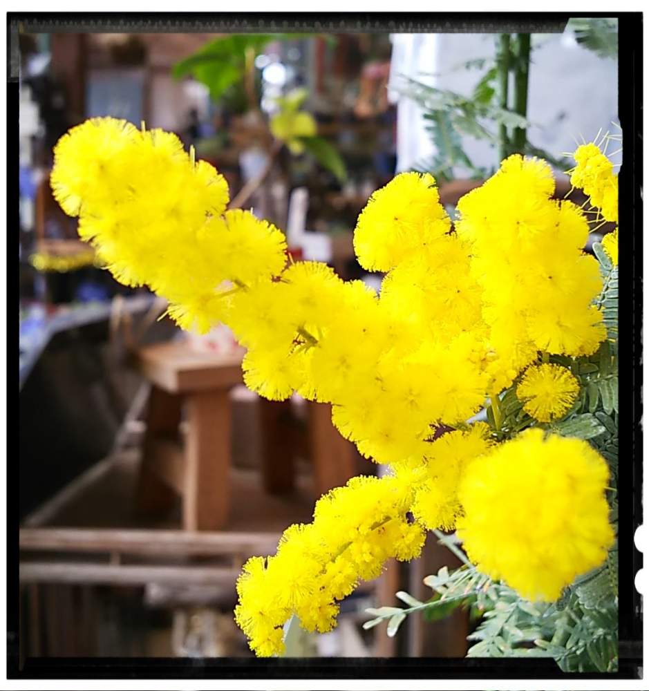 ステキ の投稿画像 By ひかりーさん 癒しの植物と素敵な花屋さんとミモザの花ときいろいはなと頑張れ えっことフワフワ とかわいい 月2月4日 Greensnap グリーンスナップ