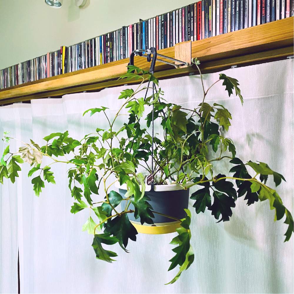 エレンダニカの投稿画像 By ヌマ餃子さん Iphone11promaxと観葉植物と植中毒と鉢植えとdiy 月2月4日 Greensnap グリーンスナップ