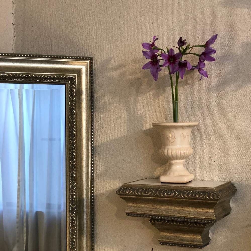 リューココリネ グローリー オブ ザ サン の投稿画像 By Grace Placeさん 花言葉と花のある暮らしと誕生花とgs映え 月2月4日 Greensnap グリーンスナップ