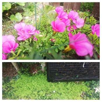 増える オキザリス桃の輝きの投稿画像一覧 Greensnap グリーンスナップ