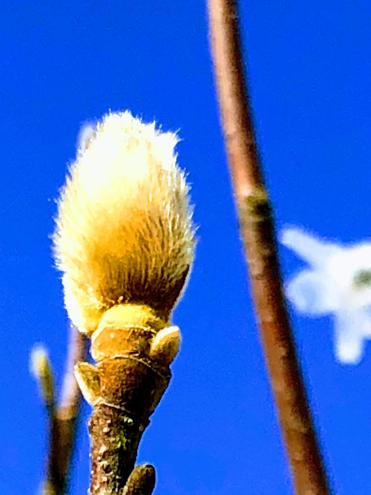 ハクモクレンの投稿画像 By ポルルンさん つぼみと花のある暮らしと春待ちと冬の庭木 月2月4日 Greensnap グリーンスナップ