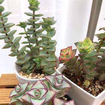とっておきし新春福袋 多肉植物 星の王子 植物 観葉植物