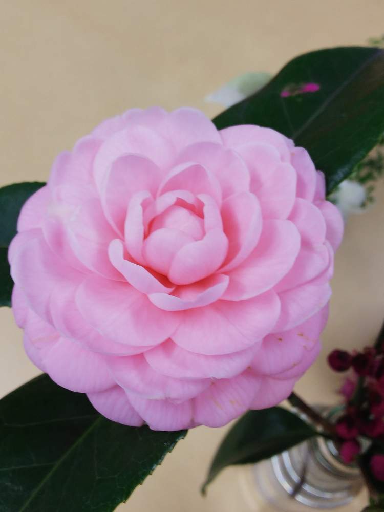 八重椿ピンクの投稿画像 By Cuさん 月2月4日 Greensnap グリーンスナップ