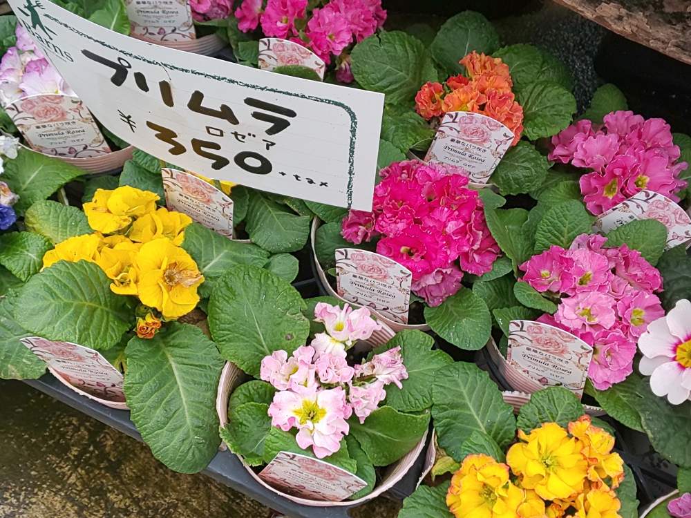 プリムラ ロゼアの投稿画像 By ハクさん お花とガーデンセンターと石川県とバーンズさん 月2月4日 Greensnap グリーンスナップ