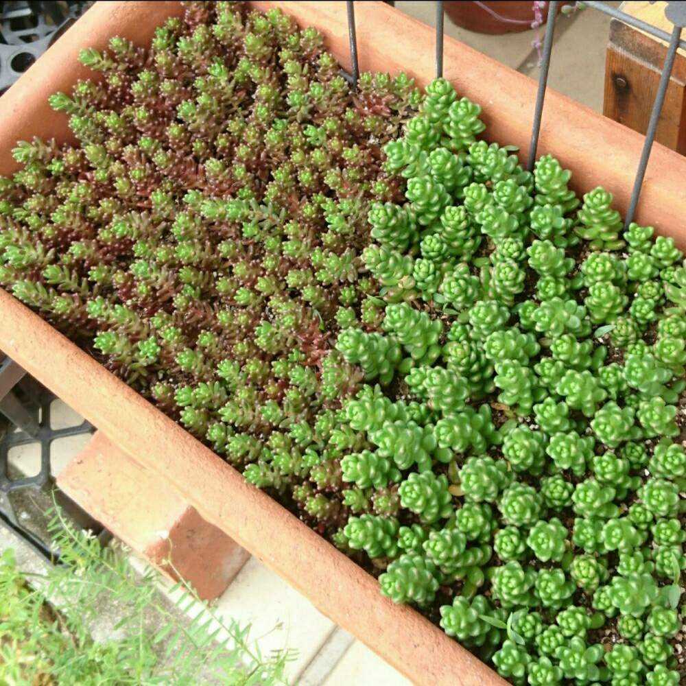 多肉植物 コーラルカーペット カット苗 30カット セダム ❀183 多肉植物 コーラルカーペット カット苗 30カット セダム ❀183