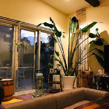 大きくなりすぎて の投稿画像一覧 Greensnap グリーンスナップ