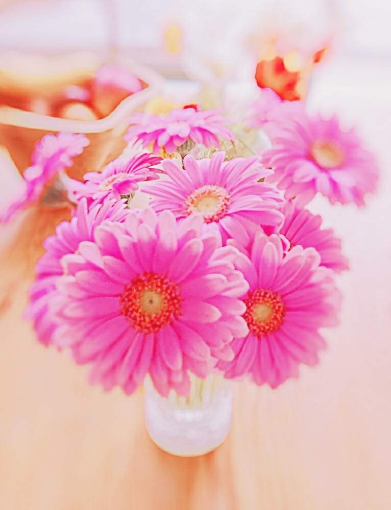 可愛い花の投稿画像 By ライドザブリーズさん 元気な花とピンクと花のある暮らしとマンションと ガーベラ 月2月4日 Greensnap グリーンスナップ