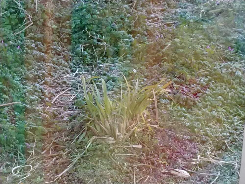 レモングラスの投稿画像 By こじかさん 家庭菜園とほったらかし栽培と家庭菜園奮闘日記と家庭菜園３年目 月2月4日 Greensnap グリーンスナップ