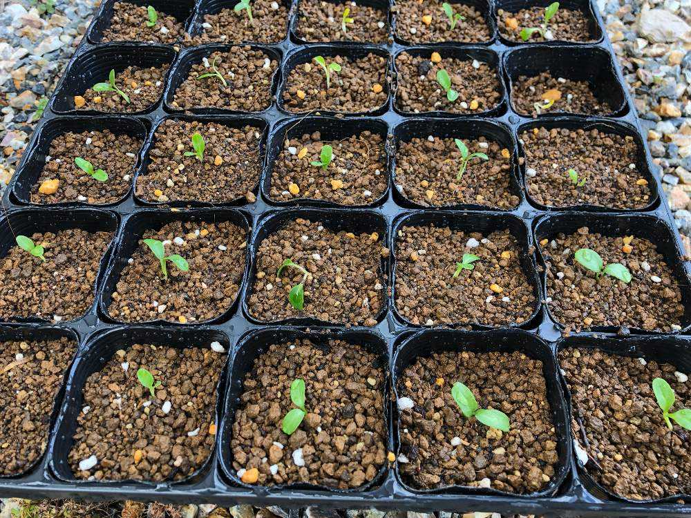 クリスマスローズ メルカリ種子 Greensnap グリーンスナップ