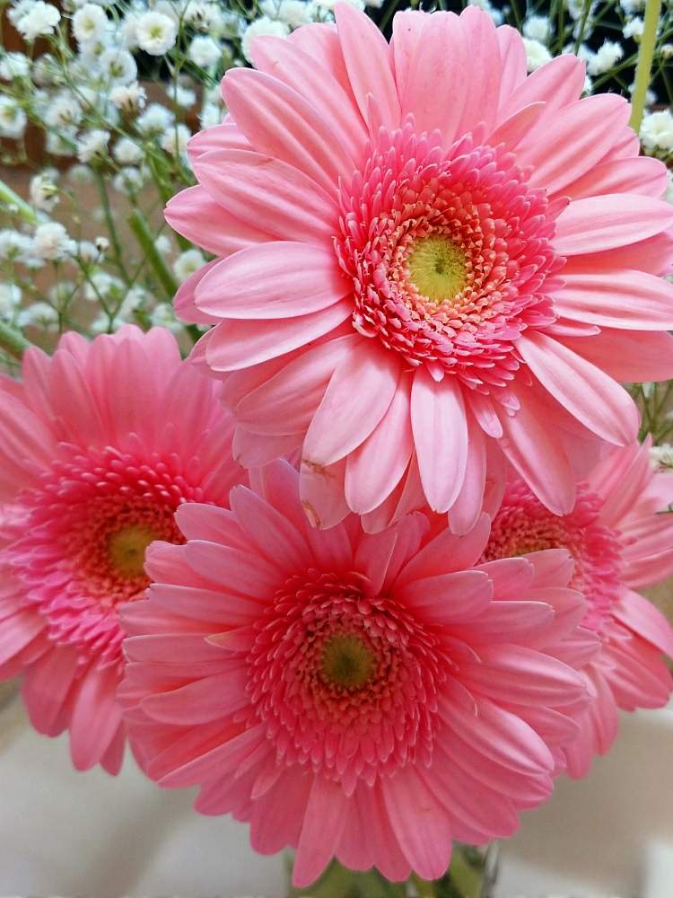 癒し系の投稿画像 By うさぎさん 可愛い とお気に入りのお花屋さんとピンク色 と花のある暮らしとガーベラさん 月2月5日 Greensnap グリーンスナップ