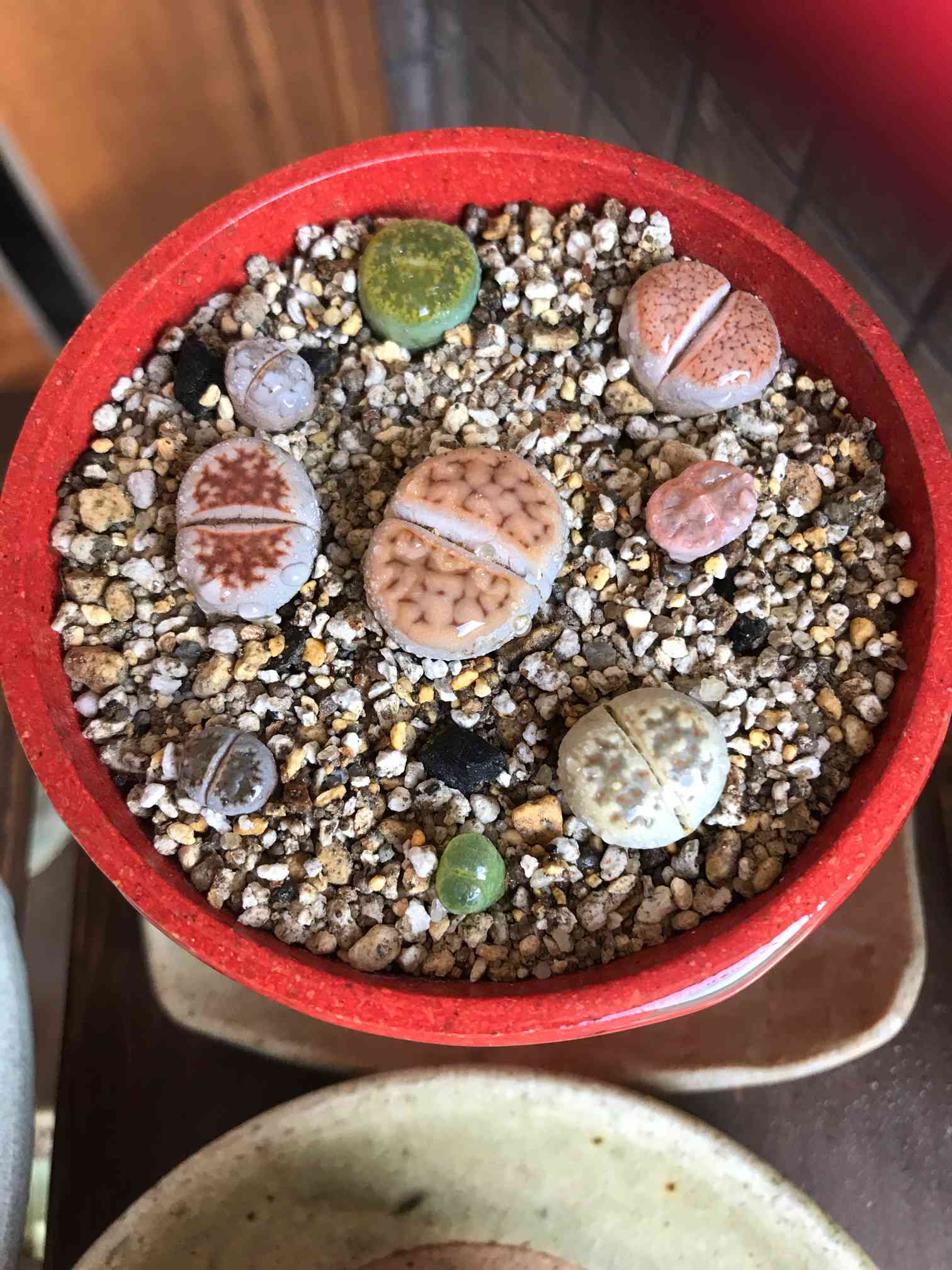 リトープス｜🍀GreenSnap（グリーンスナップ）