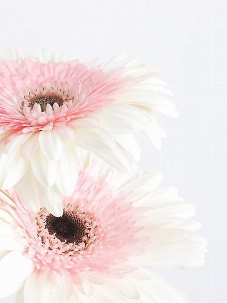 部屋の投稿画像 By ふらわぁ さん ピンクの花と可愛い花と淡い色の花と綺麗な花と花のある暮らしと白い花と ガーベラとピンクの花と可愛い花と淡い色の花 と綺麗な花と花のある暮らしと白い花と ガーベラ 月2月5日 Greensnap グリーンスナップ