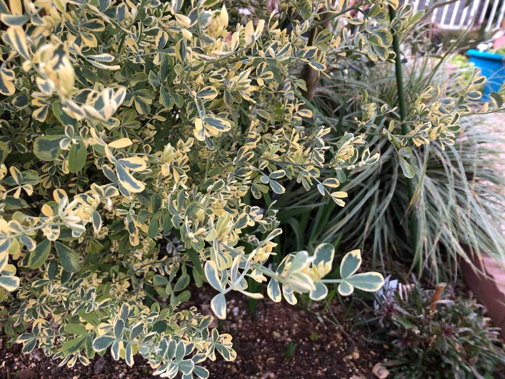 ガウラの投稿画像 By Fonmoroさん カレックスとチューリップとコロニラ バレンティナ バリエガーターと植物のある暮らしとガーデニング大好き と 花壇eと私の癒し とガーデニングと花のある暮らしとチーム福岡と地植えとiphone撮影 月2月5日 Greensnap