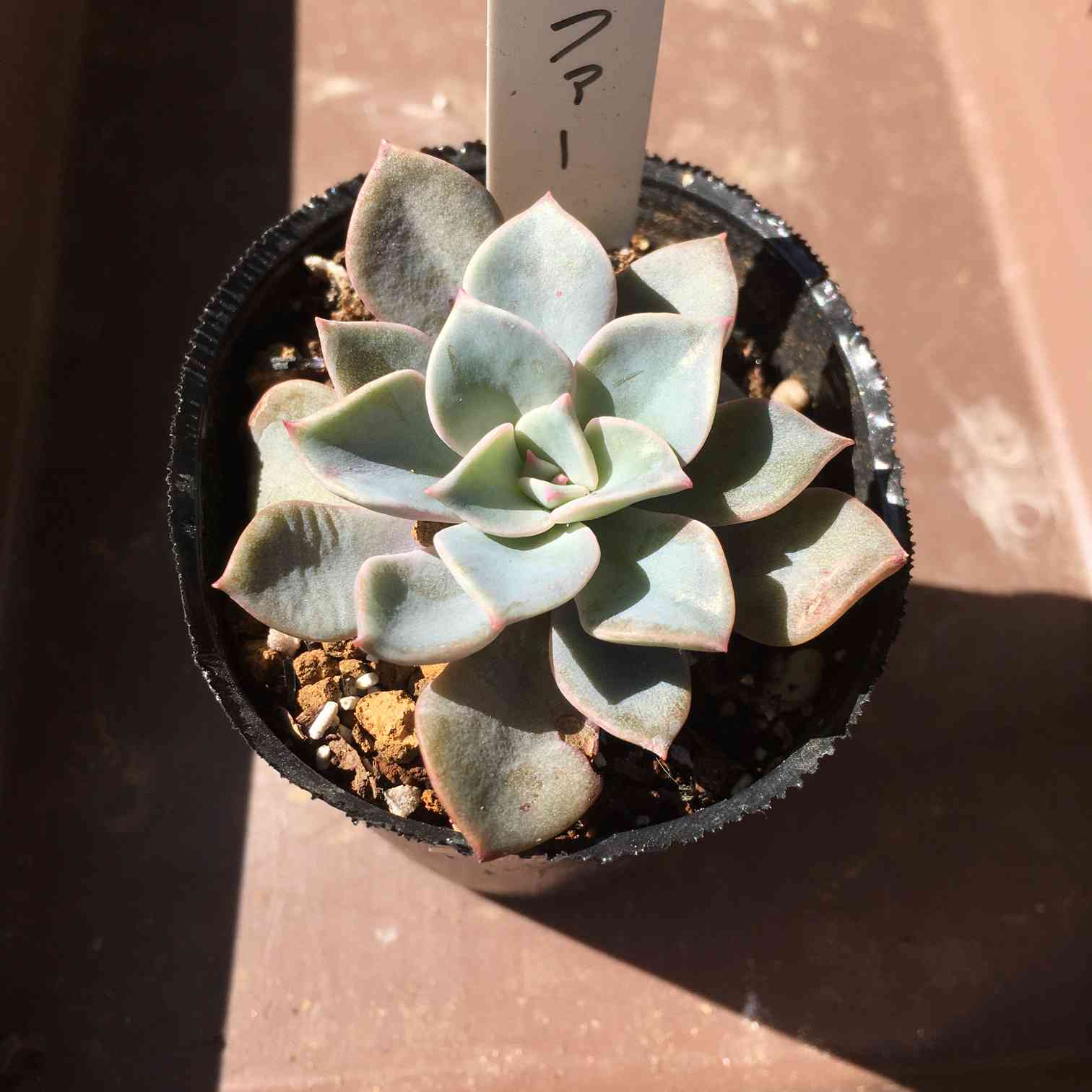 八重多肉植物。ジェニュインシェル。 シュガークリスタルどっちが好き⁉️ | 多肉植物専門店Lumiere