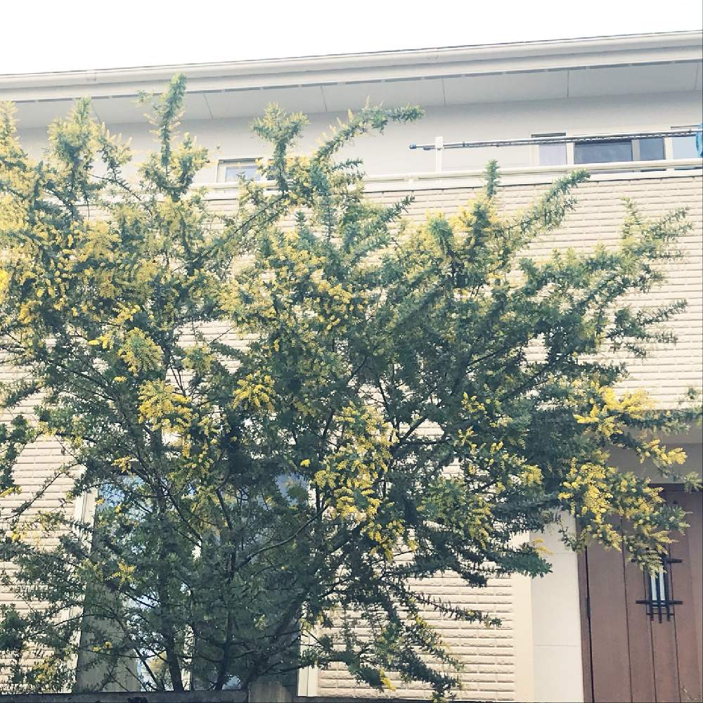 シンボルツリーの投稿画像 By Kumiさん ミモザの木と花のある暮らし 月2月5日 Greensnap グリーンスナップ