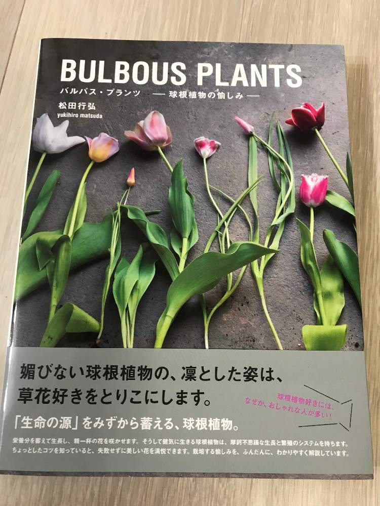 ドライフラワーの投稿画像 By キラキラネーム さん グリーンのある暮らしと幸せいっぱい とやる気スイッチ と花のある暮らしとお仕事お疲れ様 と癒し 月2月5日 Greensnap グリーンスナップ