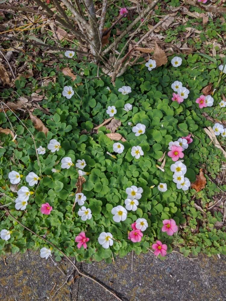 オキザリスの投稿画像 By たまりんさん ピンクの花と道路沿いと花のある暮らしと白い花とかわいい花 月2月5日 Greensnap グリーンスナップ