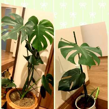 モンステラ水差しの投稿画像一覧 Greensnap グリーンスナップ