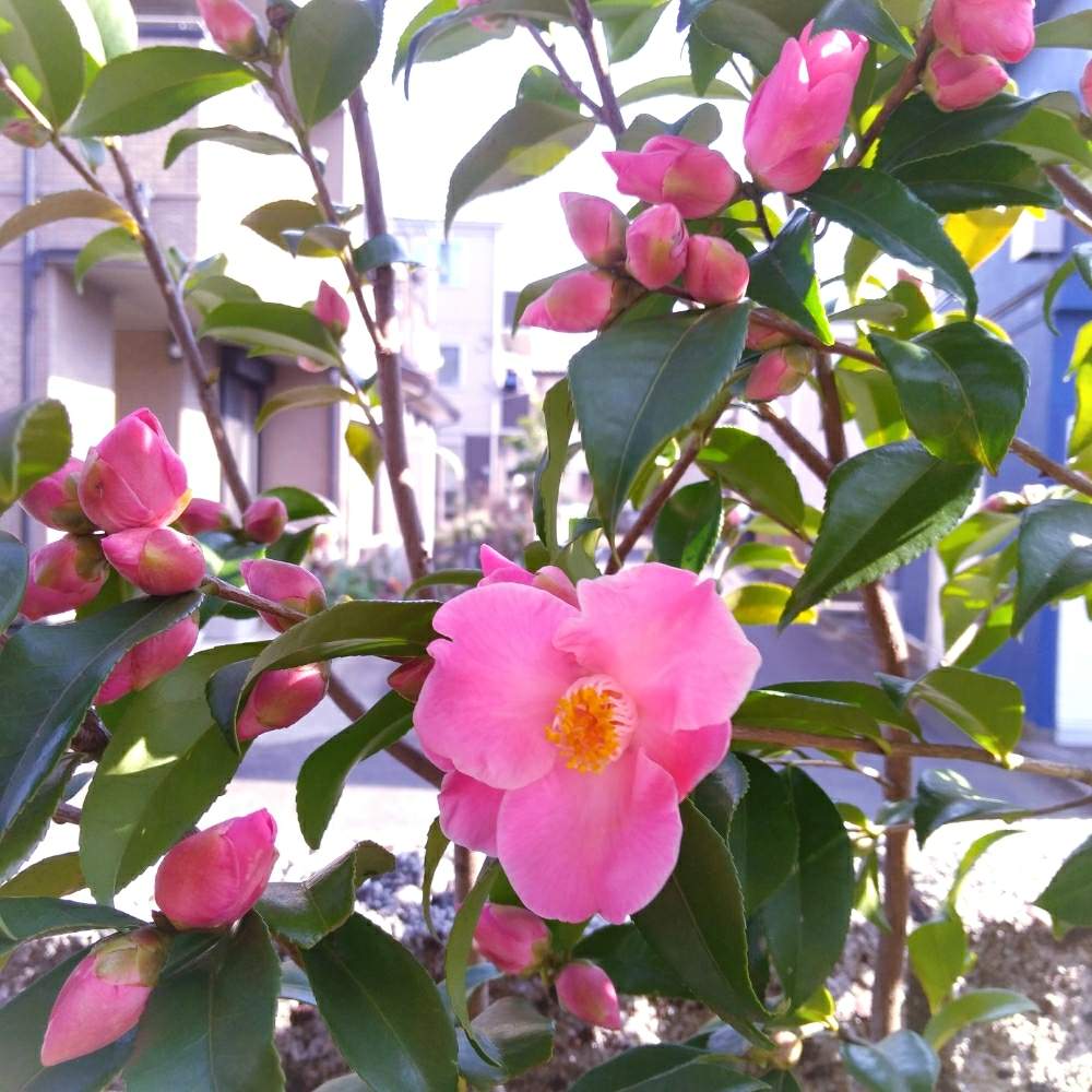 サザンカの投稿画像 By ミキさん 山茶花とピンクの花と庭木の花と冬の花とガーデニングと地植えとチューリップ咲き 月2月5日 Greensnap グリーンスナップ