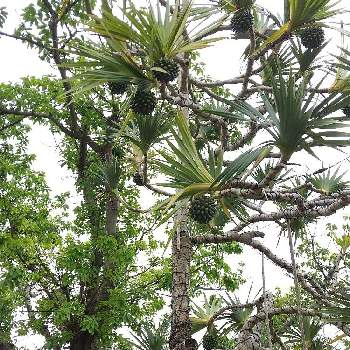 タコの木の実の投稿画像一覧 Greensnap グリーンスナップ