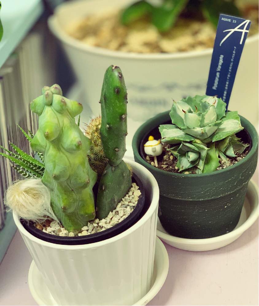 サボテン福禄竜神木の投稿画像 By かおりんさん サボテン と大人投稿とプレゼントと柴犬欲しいとおっぱいみたいなと笑う門には福来るとミッドナイト投稿と真夜中に失礼とアガベ 王妃雷神白中斑と多肉女子とトロピカルガーデンとお金欲しいと多肉初心者とアガベ属と