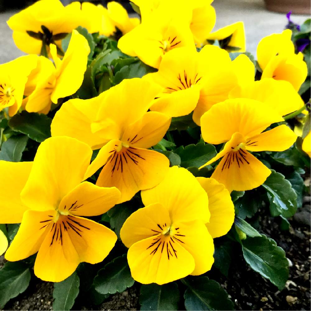 ビオラの投稿画像 By さきざるさん ビオラ パンジーと好きじゃんねと早起き族とまだまだ初心者と大好きビオラと小さな花壇 月2月6日 Greensnap グリーンスナップ