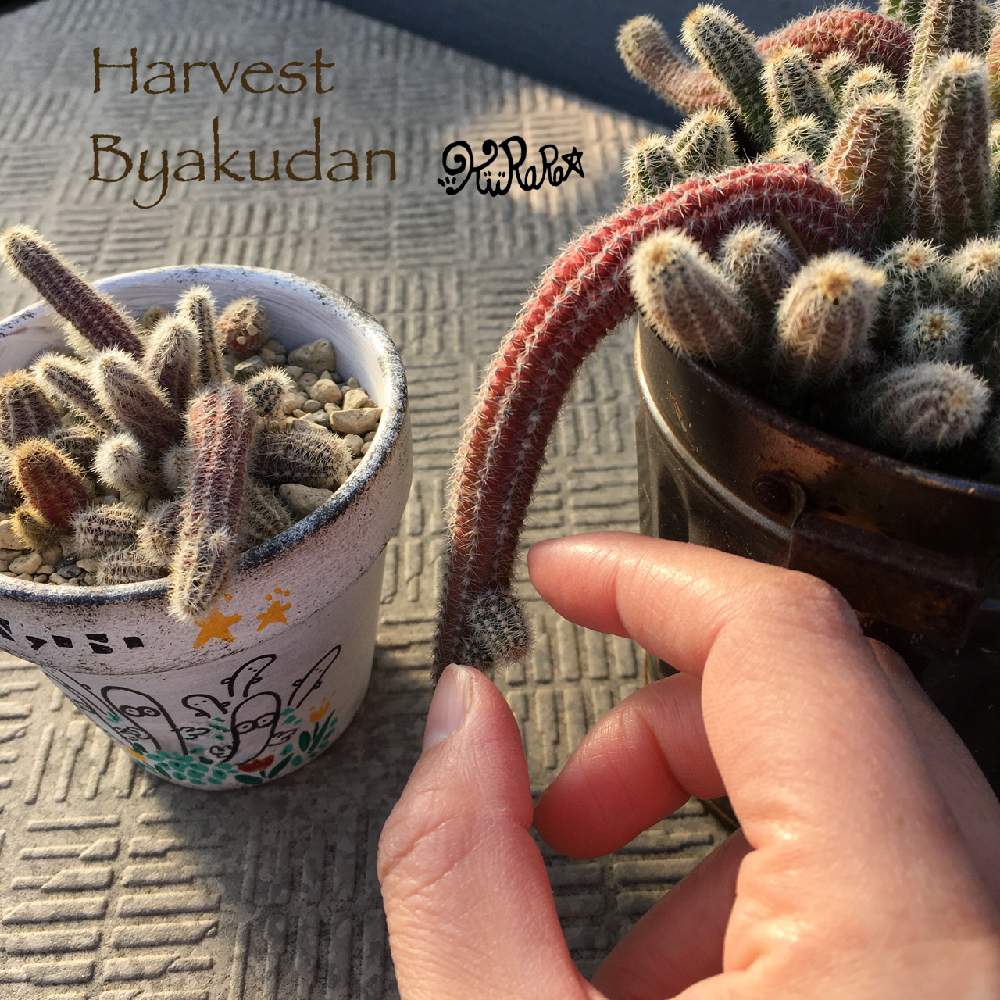 白檀の投稿画像 By Kurara さん サボテン と多肉大好きとニョロニョロと紅葉する多肉とjunkとno Green No Lifeと多肉バカと収穫とさぼてんと暴れ多肉とニョロニョロ白檀とバルコニー ベランダとサボテン と多肉大好きとニョロニョロと紅葉する多肉とjunkとno Green No