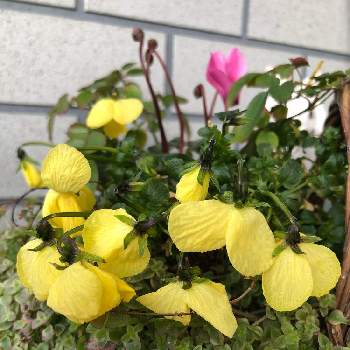 冷え込みの画像 by HEATHさん | 小さな庭とビオラと黄色い花とスミレ科と冷え込み