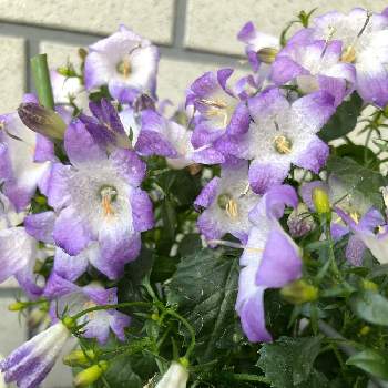 冷え込みの画像 by HEATHさん | 小さな庭とカンパニュラ・ゲットミーとムラサキの花とキキョウ科と冷え込み