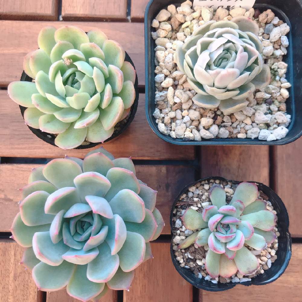 花うららの投稿画像 By まゆさん 月影と白雪姫と花月夜と多肉大好きと神奈川タニラーと多肉女子と神奈川県平野部と多肉3年生 月2月6日 Greensnap グリーンスナップ