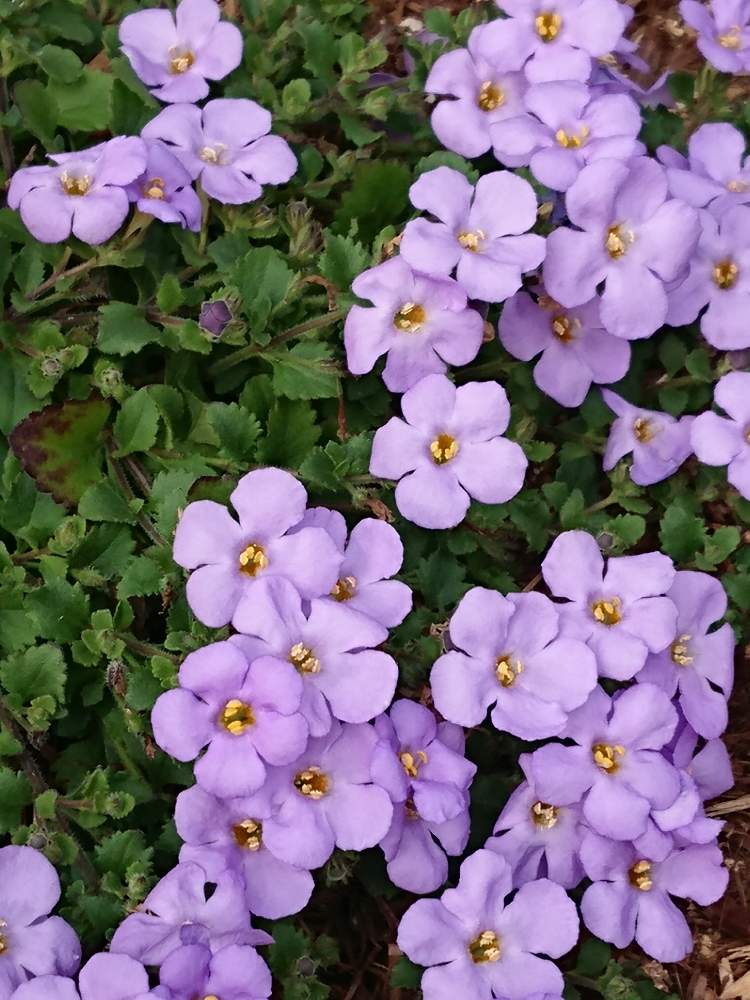 ステラ バコパ の投稿画像 By プクプクさん お散歩と紫の花と花のある暮らし 月2月6日 Greensnap グリーンスナップ