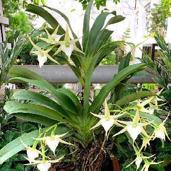 淡路夢舞台温室の投稿画像一覧 Greensnap グリーンスナップ