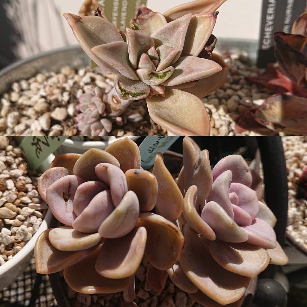 パラグアイエンセラベンダーフォームの投稿画像 By Erycaさん ノマとノーマと多肉植物と鳥害と多肉大好きとgs映えと可愛い多肉ちゃん と多肉女子と 多肉植物とサボテンとタニラーとガーデニングと花のある暮らしとかわいいな と多肉寄せ植え 月2月6日