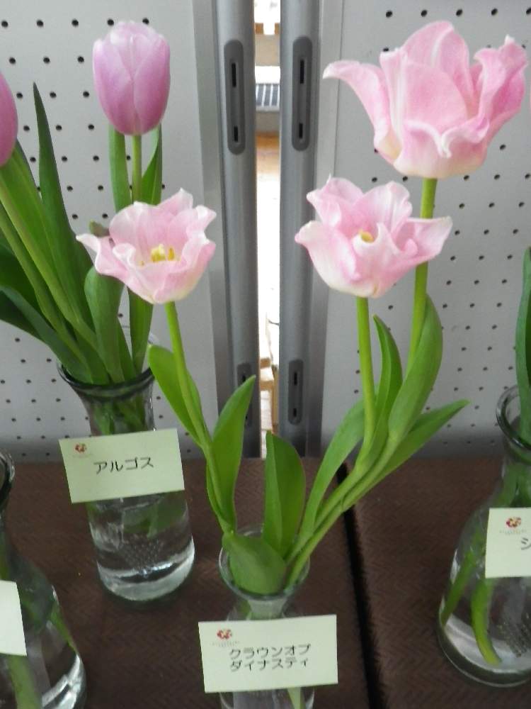 チューリップ クラウンオブダイナスティの投稿画像 By Takaさん 花のある暮らし 月2月6日 Greensnap グリーンスナップ