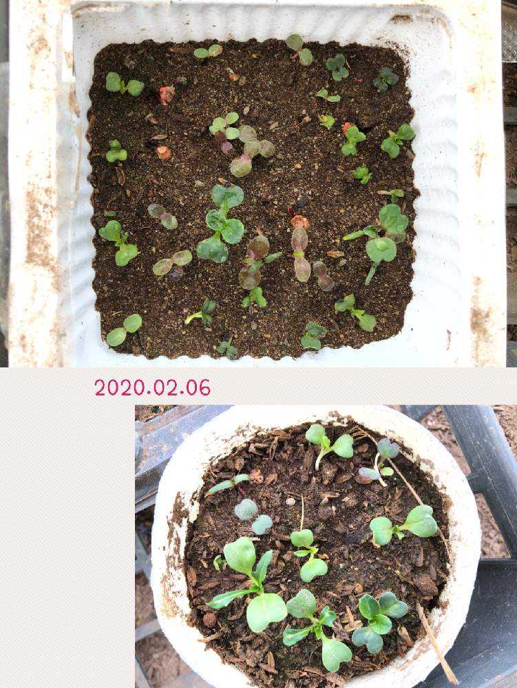 冬期のハウスで野菜の栽培19 12 Greensnap グリーンスナップ