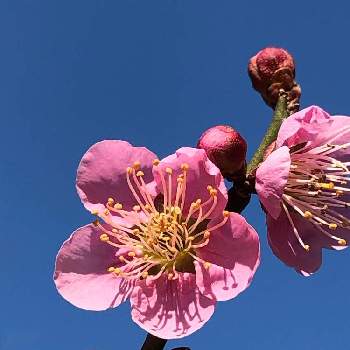 紅梅♪の画像 by イチゴさん | お出かけ先と一重咲き♪と梅の花♪と雛雲♪と花のある暮らしと紅梅♪