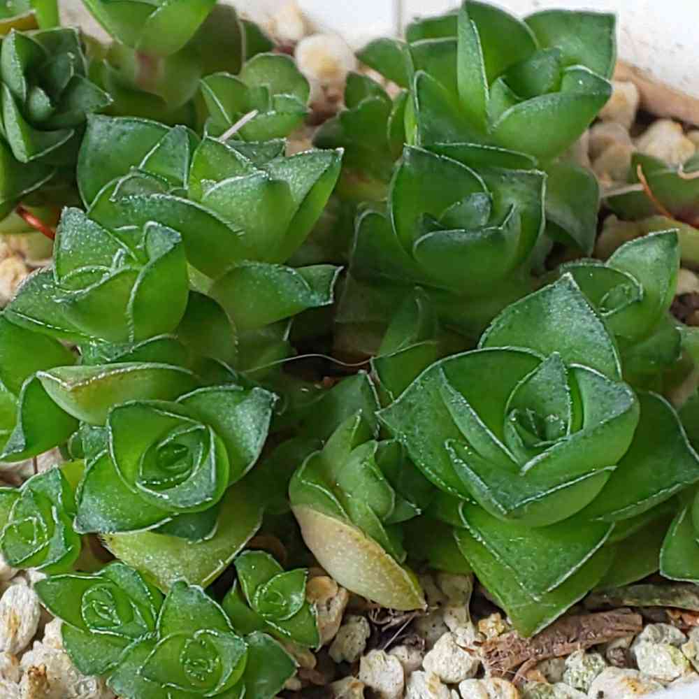 多肉植物クラッスラ雪の妖精抜き苗