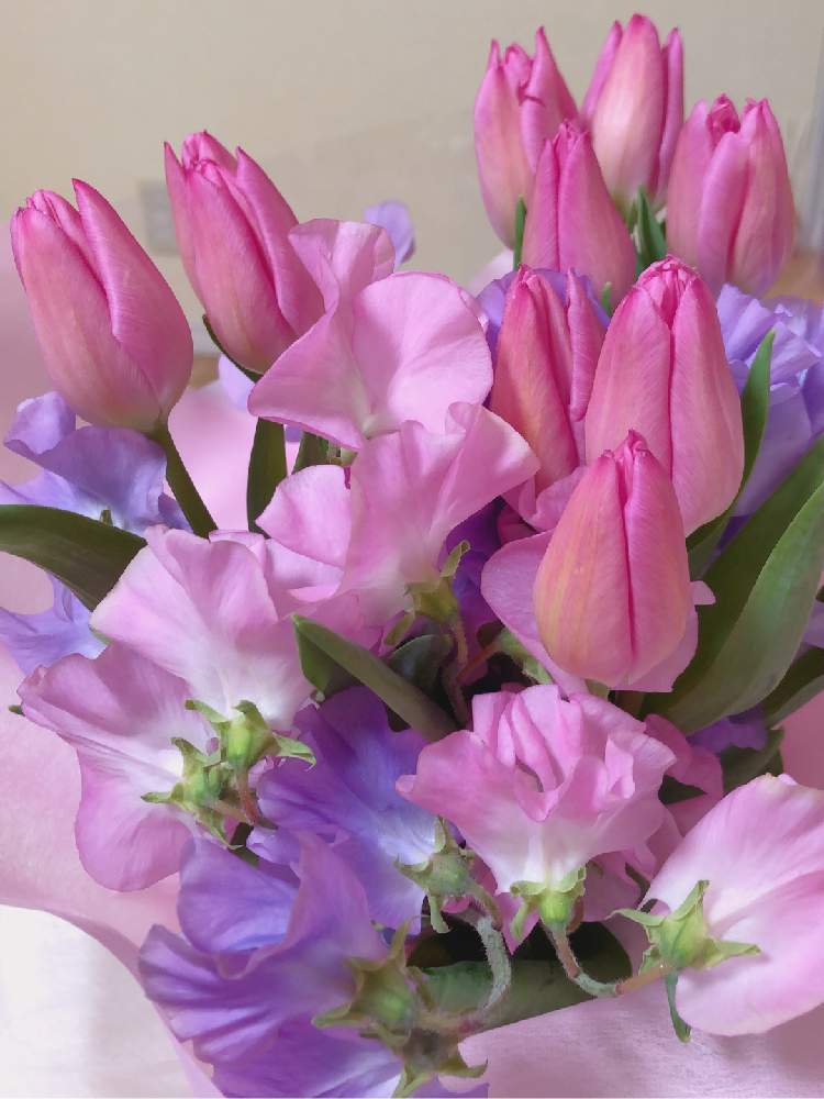 スイートピーの投稿画像 By もりっちさん チューリップとバースデープレゼントとピンクの花 とピンク ピンクとピンクと冬のインテリアグリーンフォトコンと小さい花と花のある暮らしと誕生日と花束 月2月6日 Greensnap グリーンスナップ