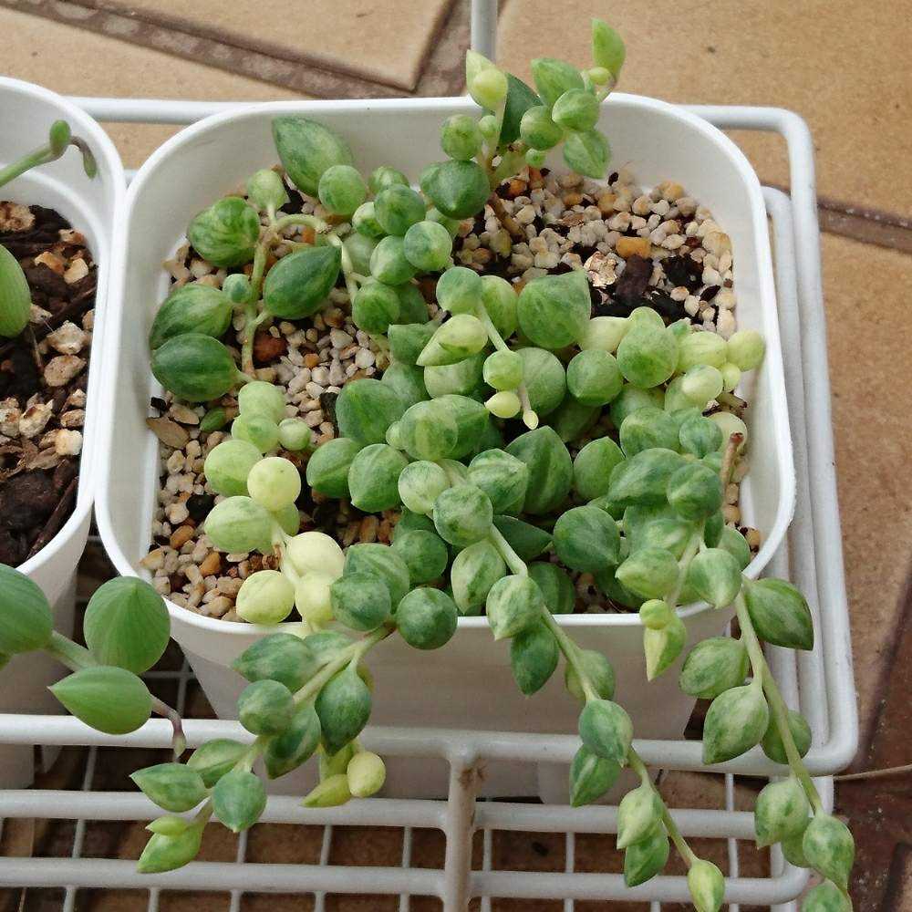 190 エンジェルティアーズの生長記録 2022.06.09更新｜🍀GreenSnap