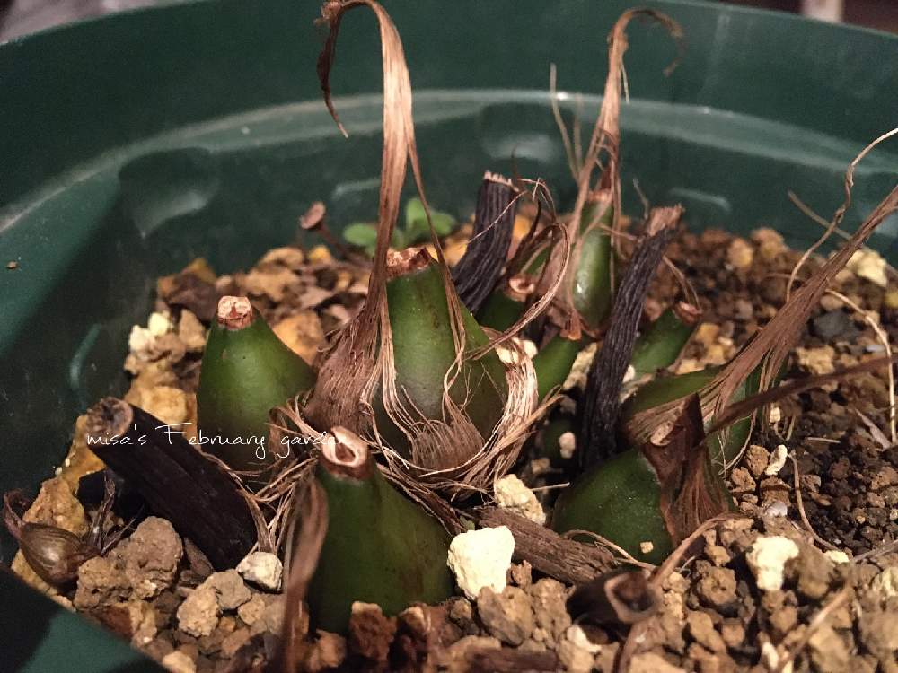 タイリントキソウの投稿画像 By Misaさん ランと玄関とhtcと千葉県とgsのみなさんに感謝 と植中毒とバラと夢clubと洋ランと いいね ありがとうと鉢植えとhtc No 66とらんとガーデニングと花のある暮らしとお庭とhtc社員とhtcと千葉県とgsのみなさんに感謝 と植中毒