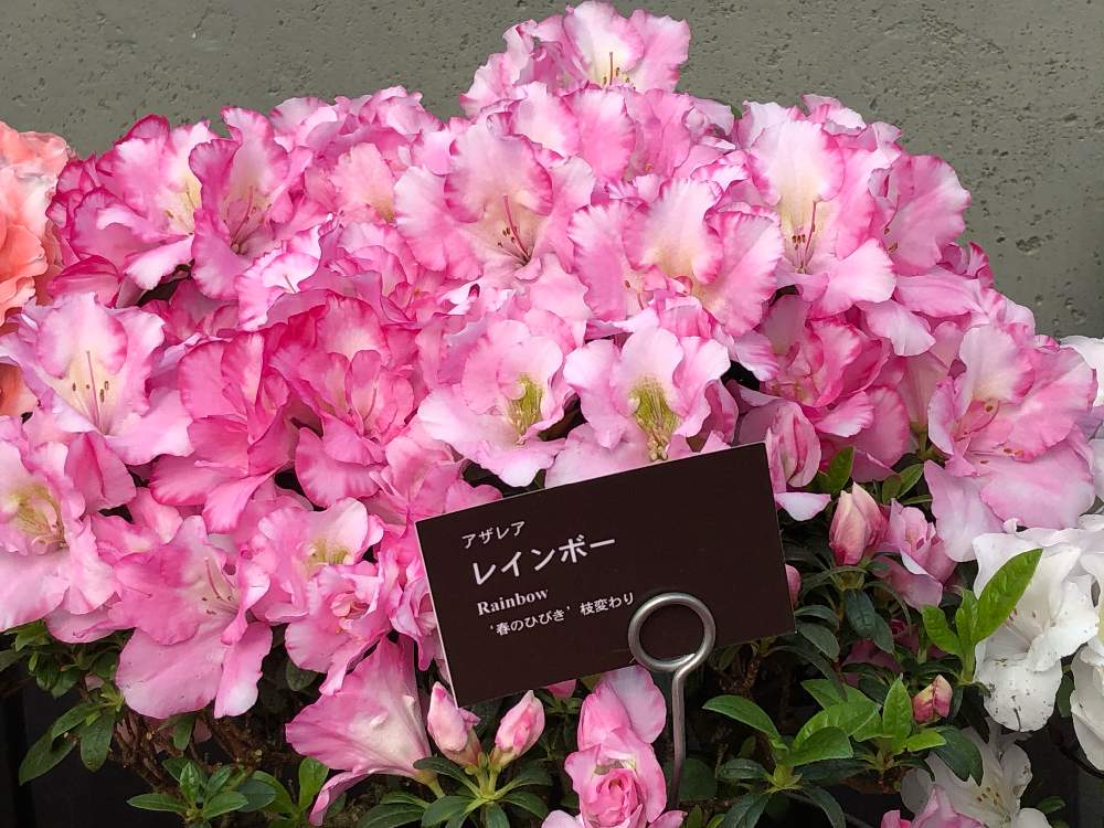 アザレア レインボーの投稿画像 By Heathさん お出かけ先とツツジ科とピンク ピンクと新潟県立植物園とツツジ科とピンク ピンクと新潟県立植物園 月2月6日 Greensnap グリーンスナップ Greensnap グリーンスナップ