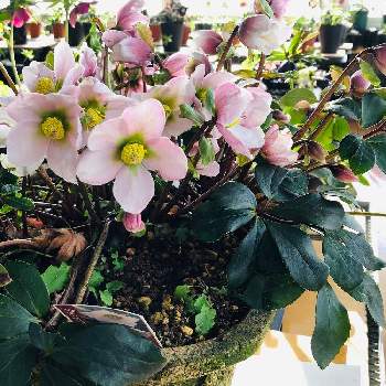 クリスマスローズ 原種系ニガーの投稿画像一覧 Greensnap グリーンスナップ