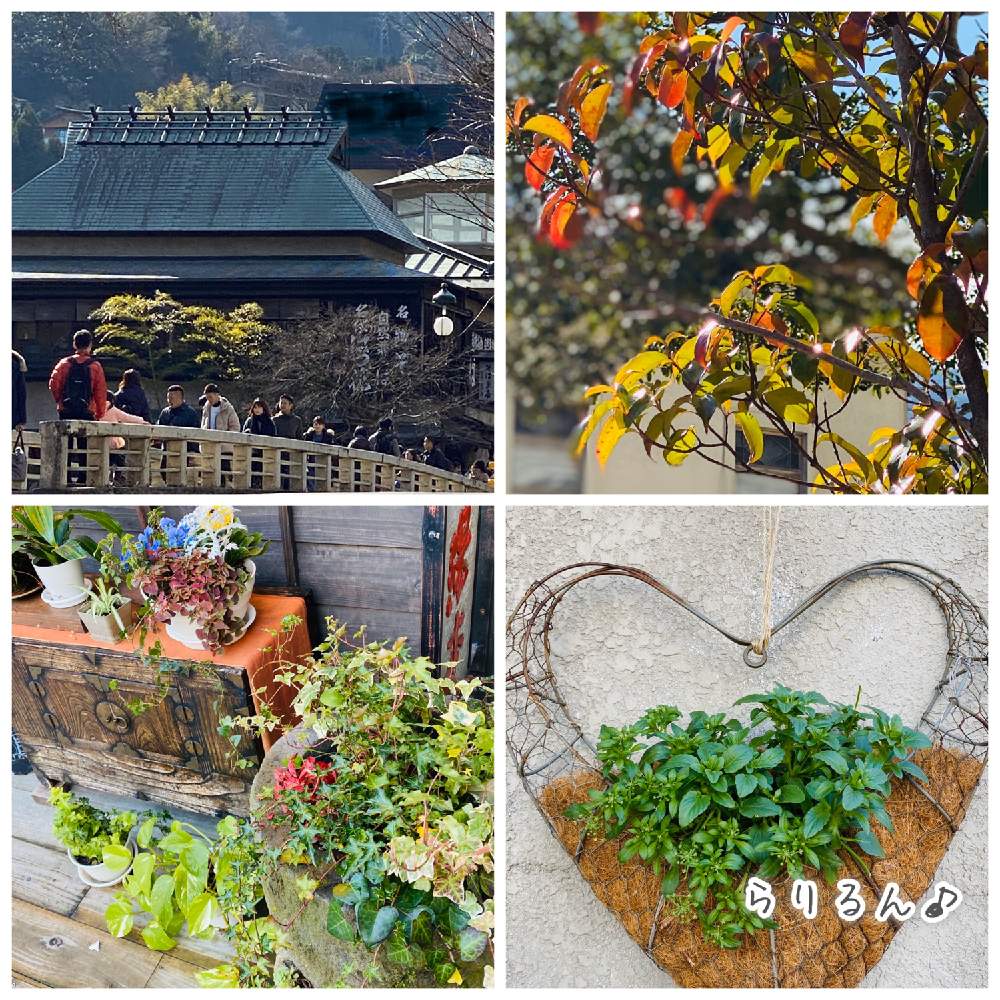 箱根の投稿画像 By らりるん さん 旅先の植物とお店のディスプレイと箱根湯本 月2月7日 Greensnap グリーンスナップ