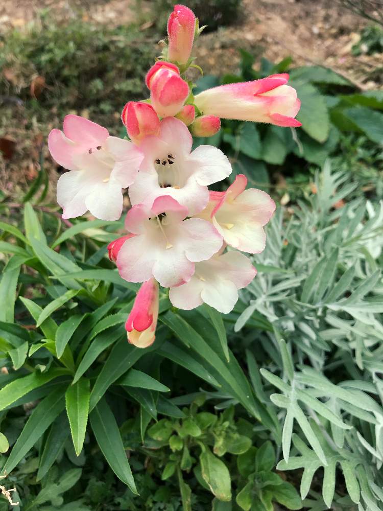 キンギョソウ ペンステモン咲きの投稿画像 By やあさん ペンステモンと冬咲きと見切り苗と傾斜庭奮闘記と石ころだらけの土地と花のある暮らしと斜面 月2月7日 Greensnap グリーンスナップ